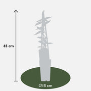 Lonicera henryi - Ø15cm - ↕65cm