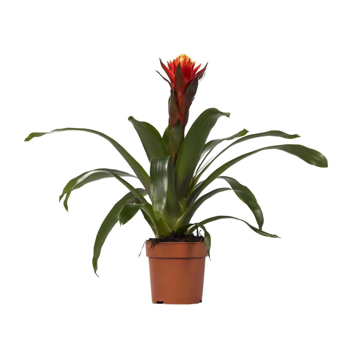 Bonheur Guzmania - Ø12 ↕45
