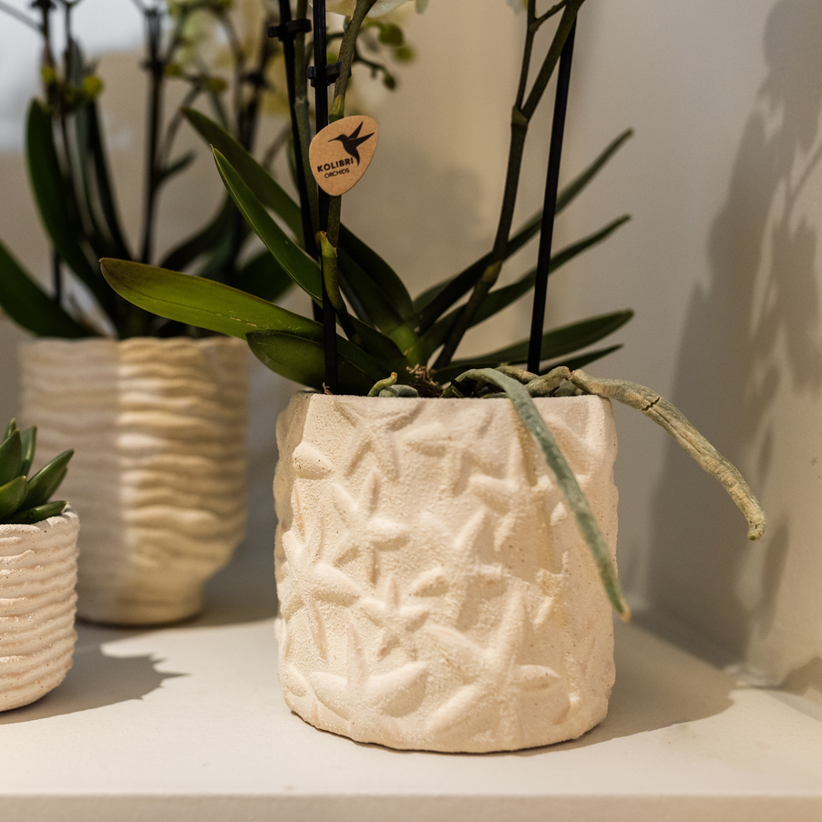 Kolibri Home | Dekorativer Seestern-Übertopf – Cremeweiß – Ø 9 cm