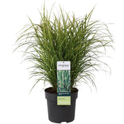 Miscanthus sinensis Strictus - Ø23cm - ↕60cm - Ø23 - ↨60cm