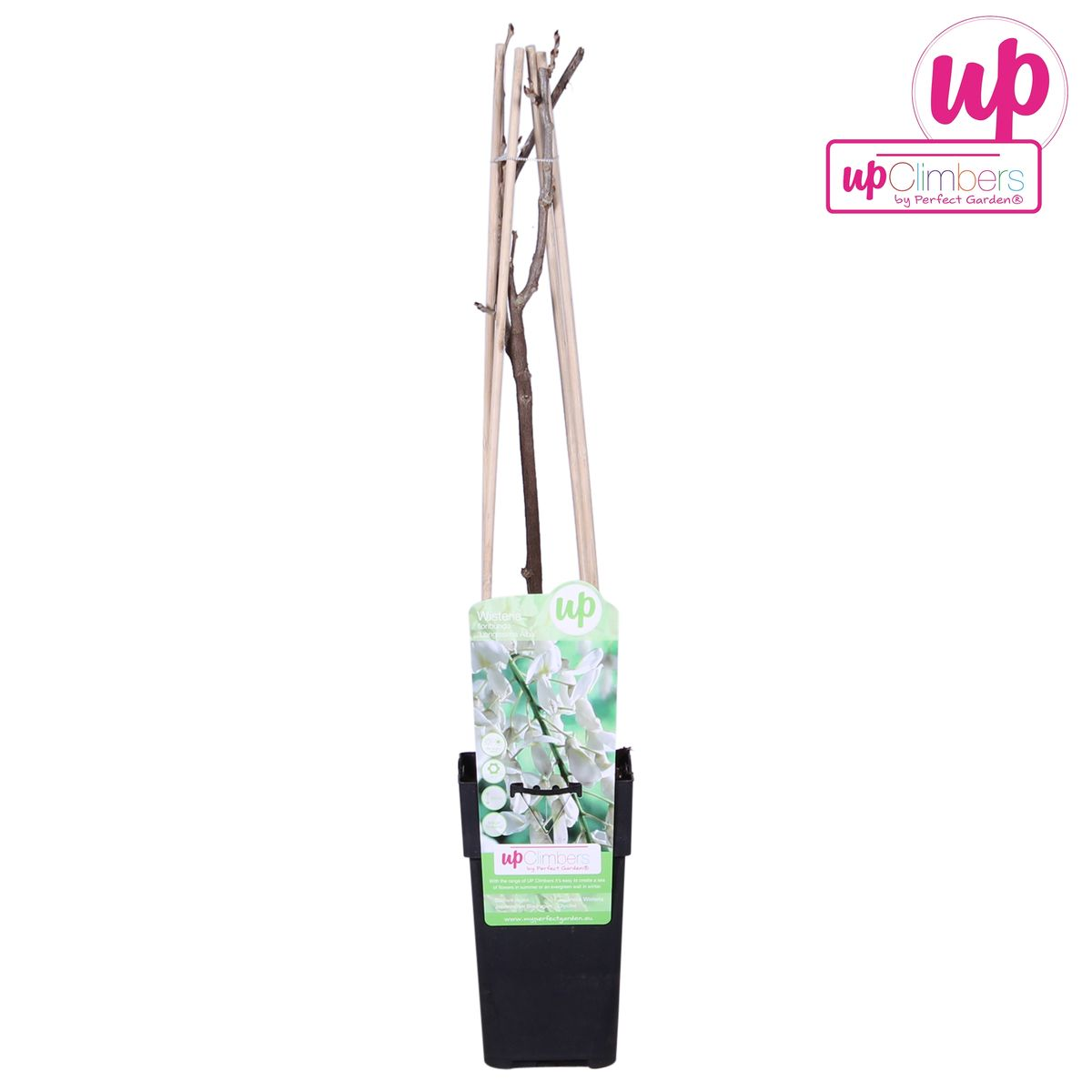 Wisteria floribunda Alba - Pioggia bianca - Ø15cm - ↕65cm