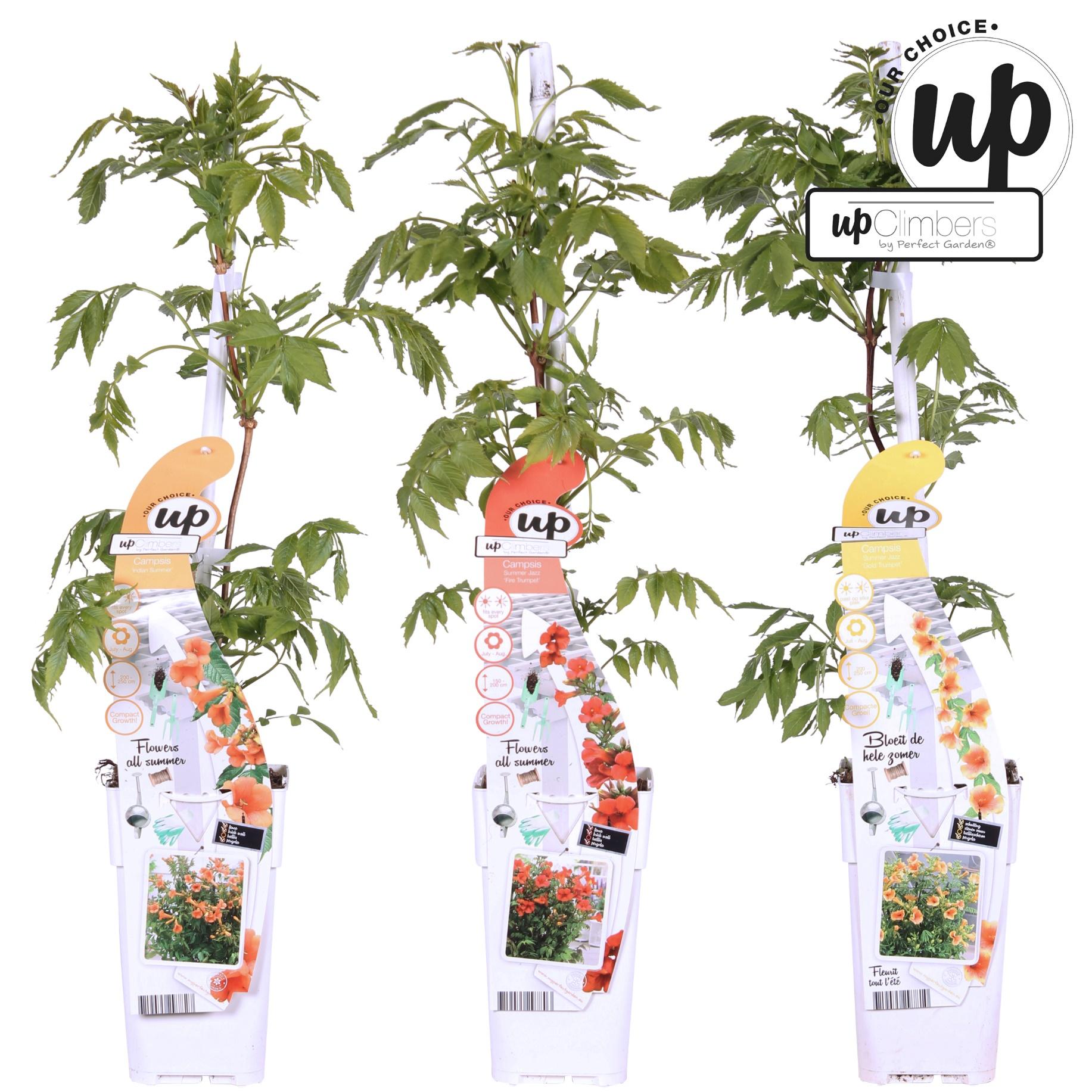 Oferta de verano de 3x Campsis - Trompeta Campsis Summer Jazz Fire - Trompeta Campsis Summer Jazz Gold - Campsis Indian Summer - ↨65cm - Ø15cm