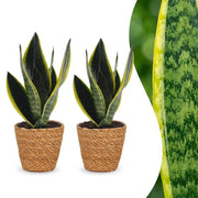 Sansevieria Future Superb - Vrouwentong - 2x - met Mand - Pot 12cm - Hoogte 35cm