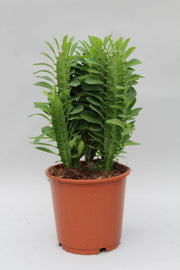 Euphorbe Trigona - Ø12cm - ↕40cm