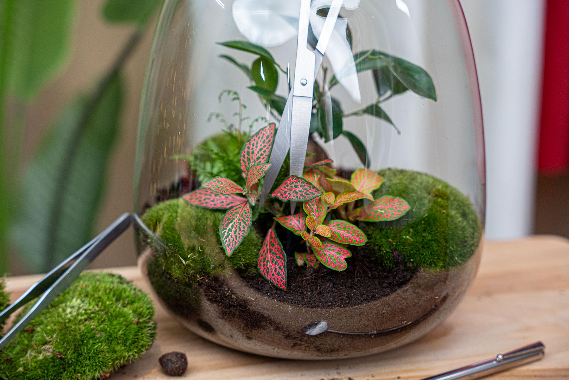 Ciseaux longs pour terrarium - Acier inoxydable - ↑ 25 cm