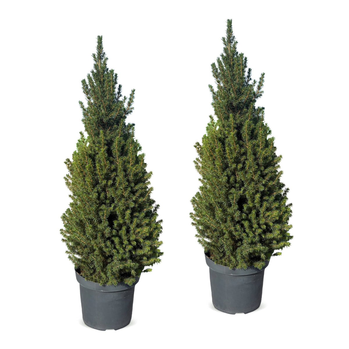 Picea glauca Conica - 2x Kegelspar - Groen - Kerstboom - Ø26cm - ↕110cm