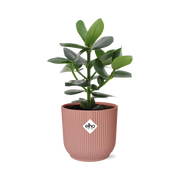 Clusia Princess in ELHO Vibes Fold 14cm roze