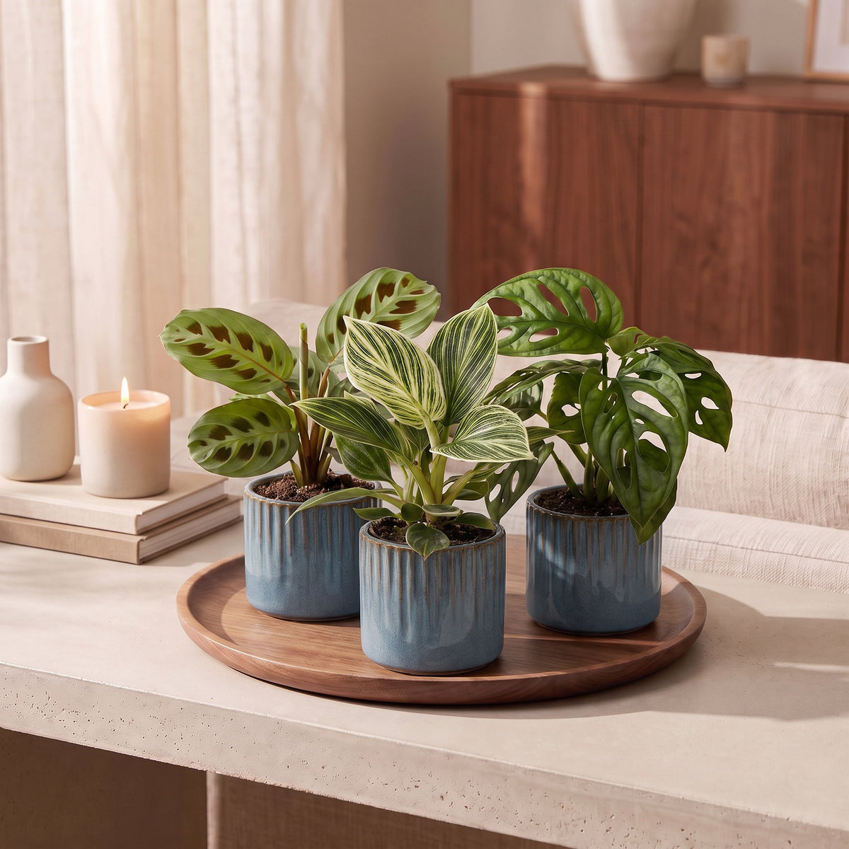 Baby Plants Surprise Box 3x - Verrassingsbox kleine planten - Diversen - Tropisch - incl. Linnea Misty Blue - Ø6cm - ↕5-15cm