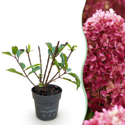 Hydrangea panniculata Living Little Rosy - Pluimhortensia - Winterhard - Roze - 1 Plant - Pot 12cm - Hoogte Hoogte 20-30cm