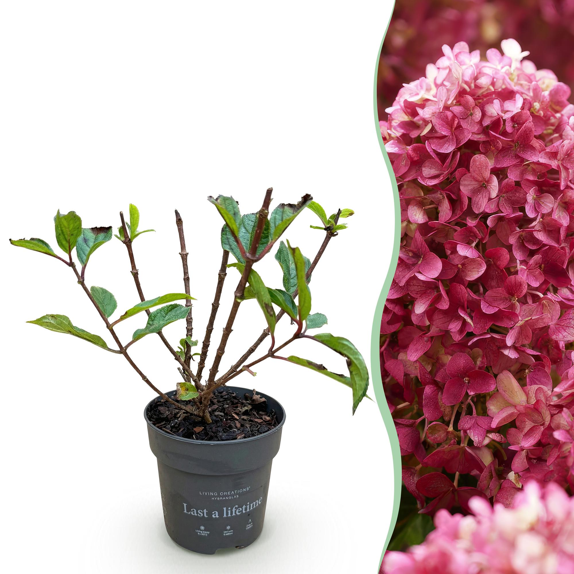Hydrangea panniculata Living Little Rosy - Pluimhortensia - Winterhard - Roze - 1 Plant - Pot 12cm - Hoogte Hoogte 20-30cm