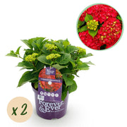 Green boutiQ - Pianta da patio - Ortensia - Ortensia Forever & Ever - Rossa - 7-12 fiori - 2 piante - Vaso 23 cm Altezza 55 cm