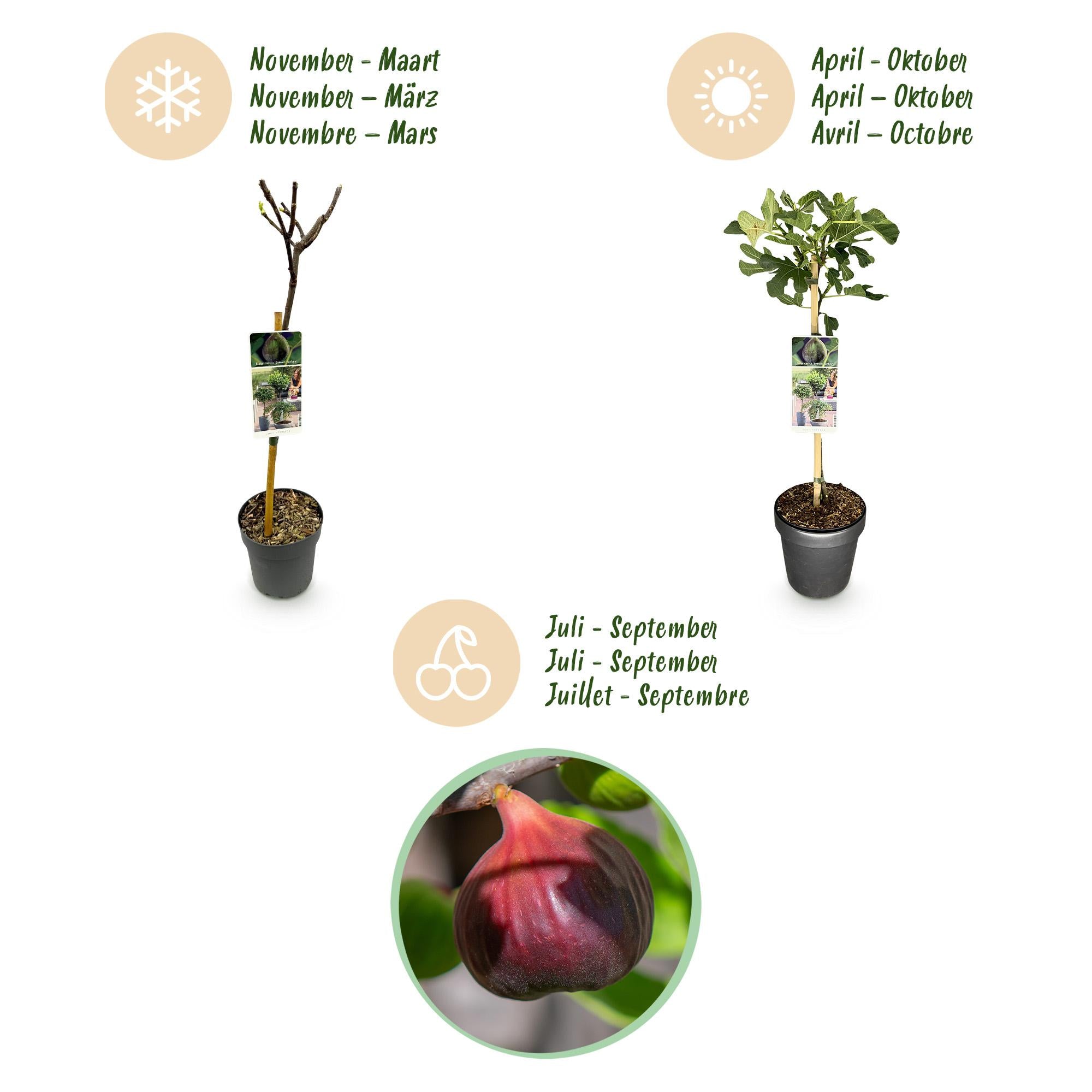 Green boutiQ - Pianta su stelo - Ficus carica Brown Turkey - Pianta da terrazza - Decidua - Resistente all'inverno - Frutto verde - Vaso 19 cm Altezza 90 cm
