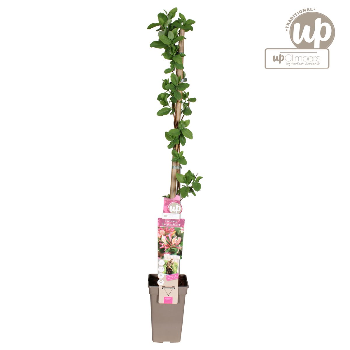 Lonicera periclymenum 'Belgica' - Ø15cm - ↕65cm