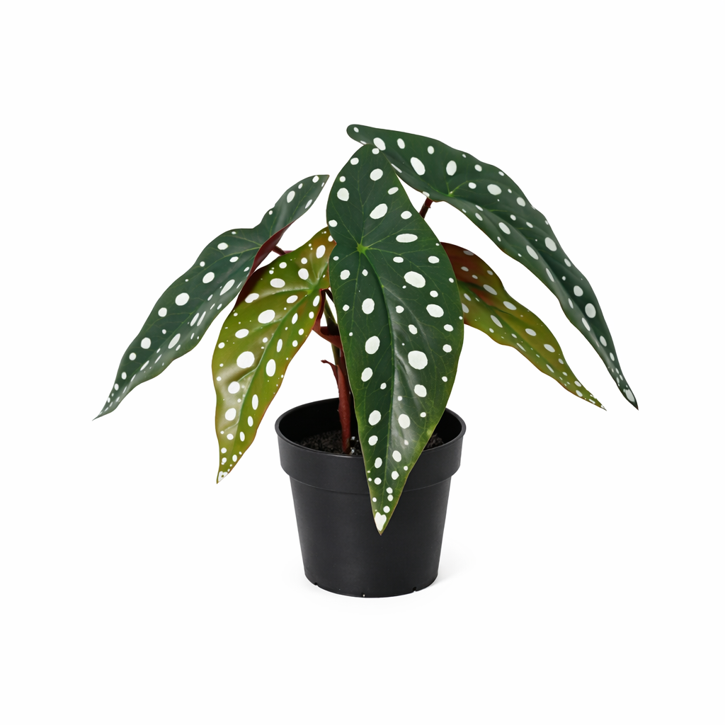 Kunstplant Begonia maculata - 24cm