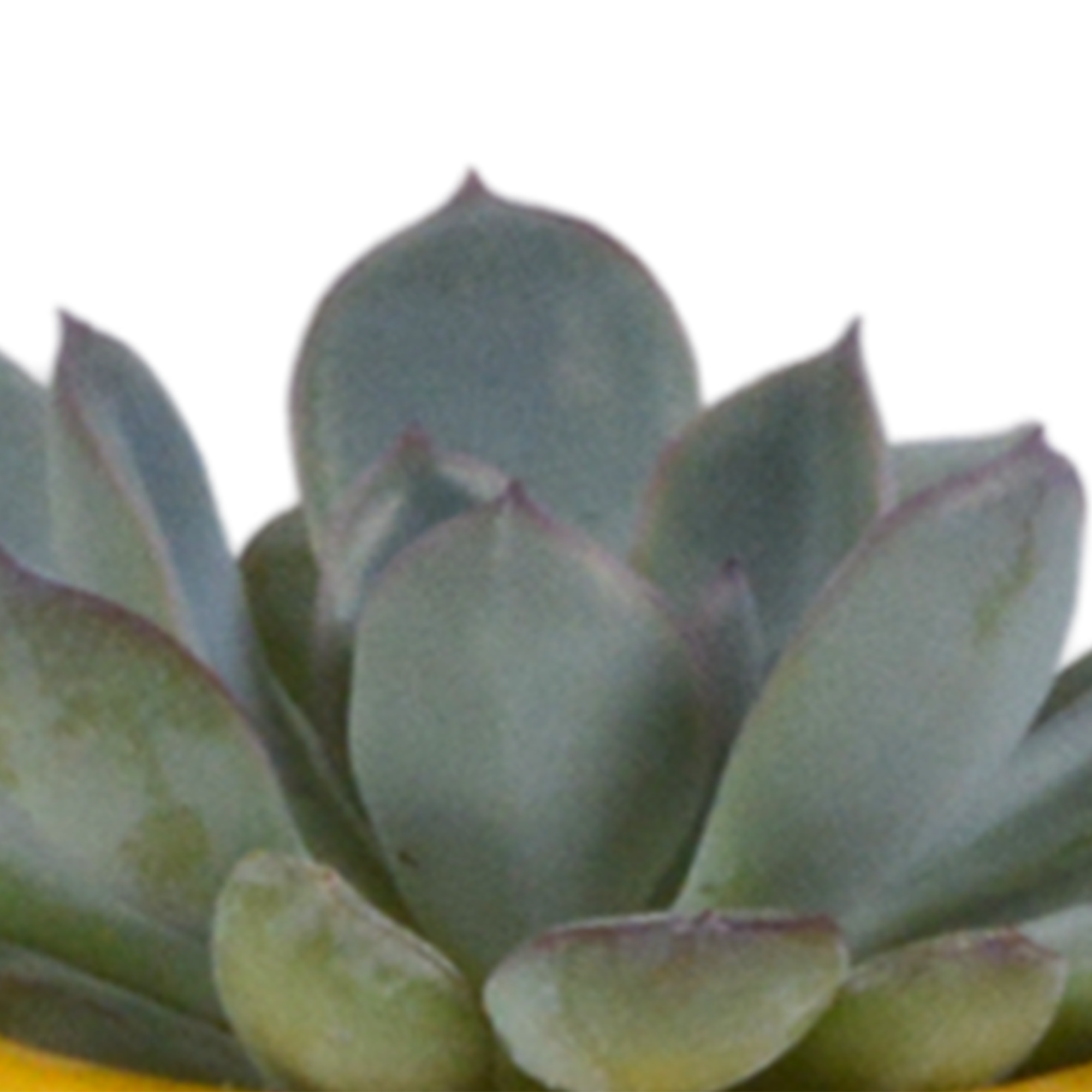 Succulent mix 5.5 cm - 5x - in Mexican pot