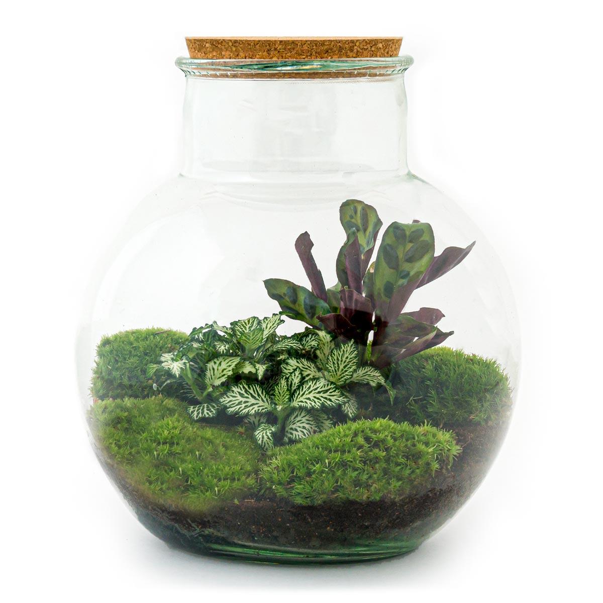 DIY-Terrarium – Teddy – ↕ 26,5 cm – Rechen + Schaufel + Pinzette