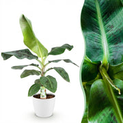 Musa acuminata Dwarf Cavendisch - Bananenplant - met Potter Wit - Pot 21cm - Hoogte 70-75cm