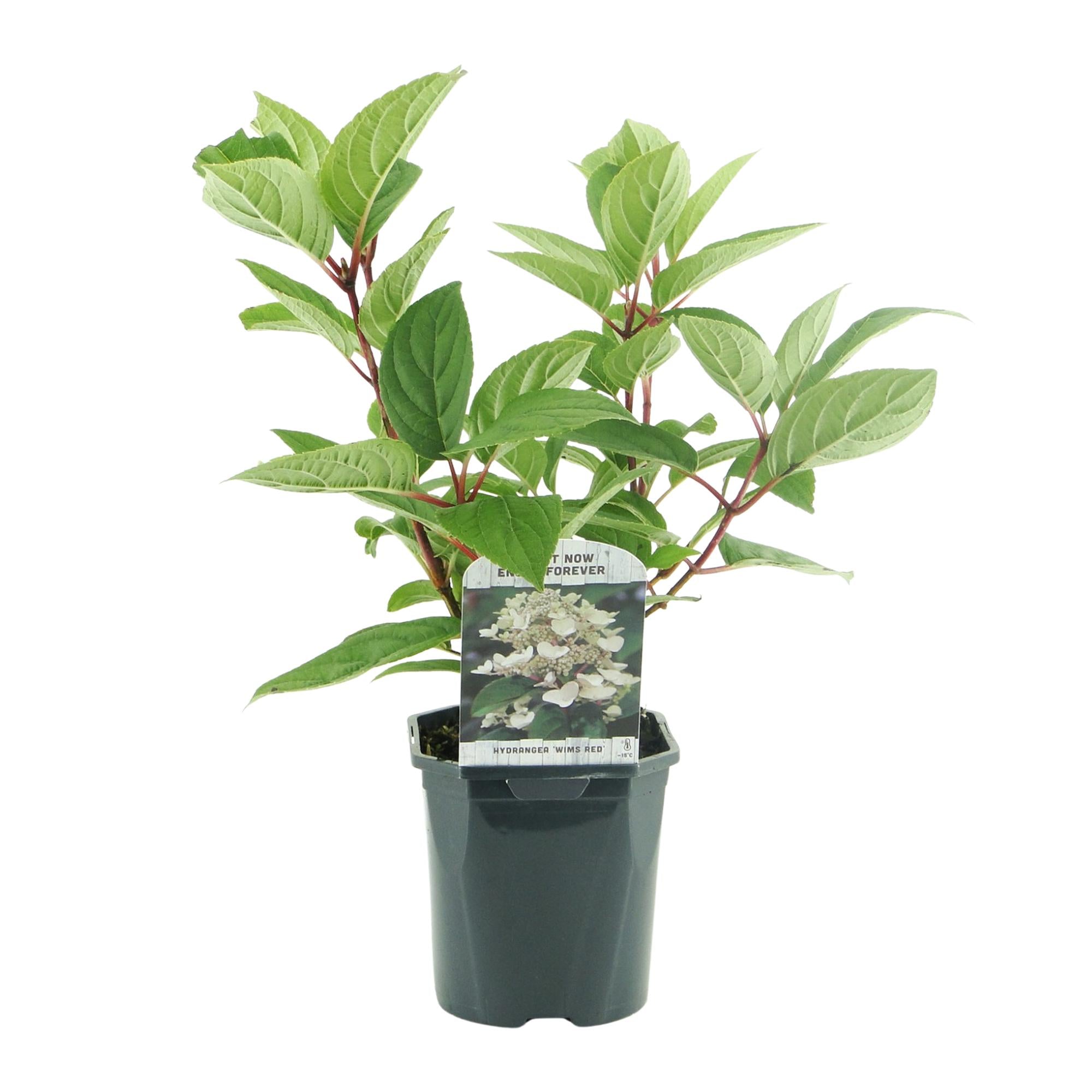 Green boutiQ – Federhortensie (Hydrangea panniculata 'Wims Red') – Blüten: Weiß-Rot – 1 Pflanze – Laubabwerfend – Große Blüten – Topf: 17 cm, Höhe: 50 cm
