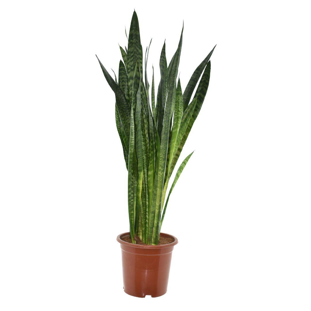Plants24.eu | Online Planten Kopen