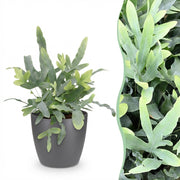 Phlebodium aureum Blue Star - Blauwe Varen - Blauw - met Potter Grijs - Pot 12cm - Hoogte 25cm