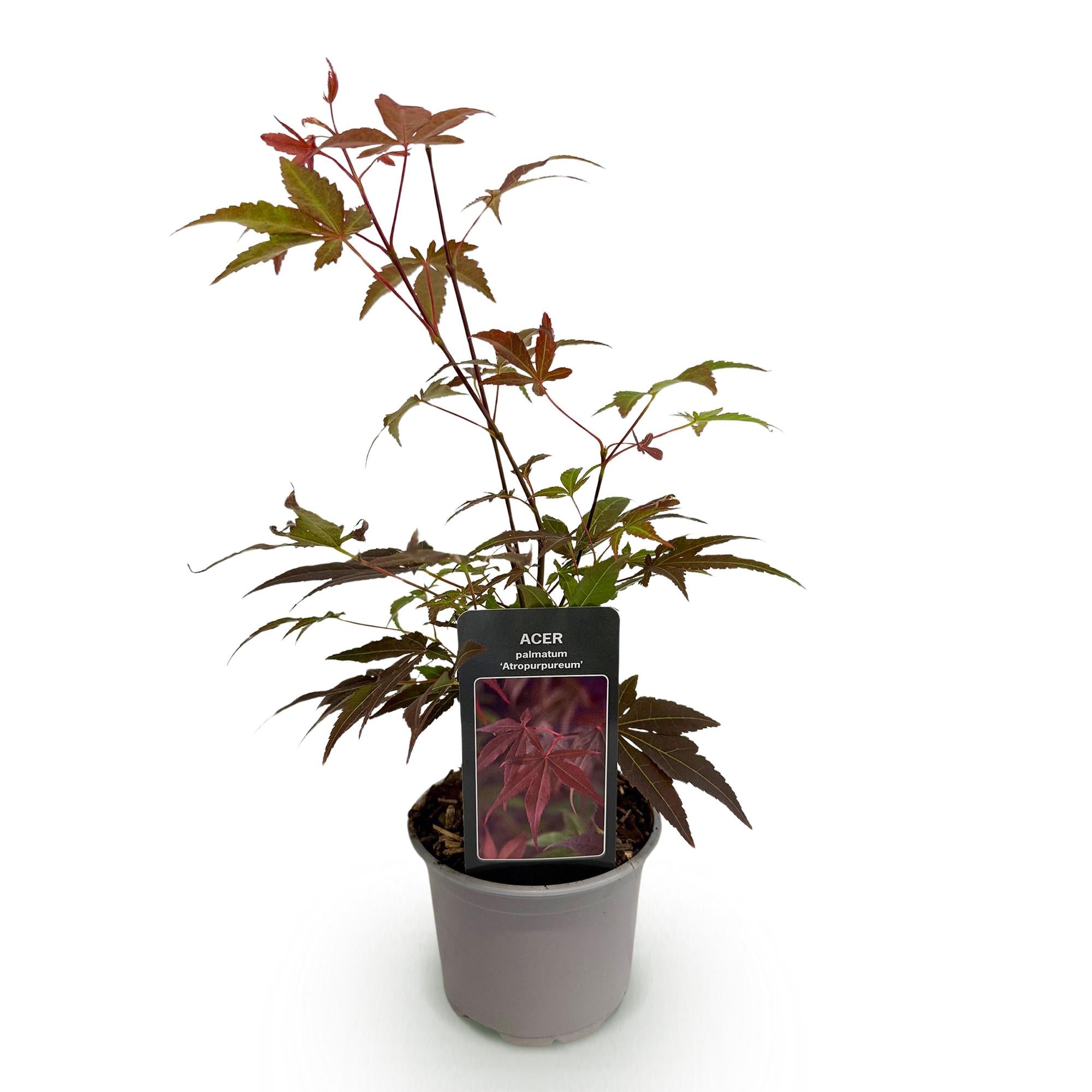 Acer palmatum Atropurpureum - Paars - 1 Plant - Blad verliezend - Weinig Onderhoud - Pot 12cm Hoogte 35cm