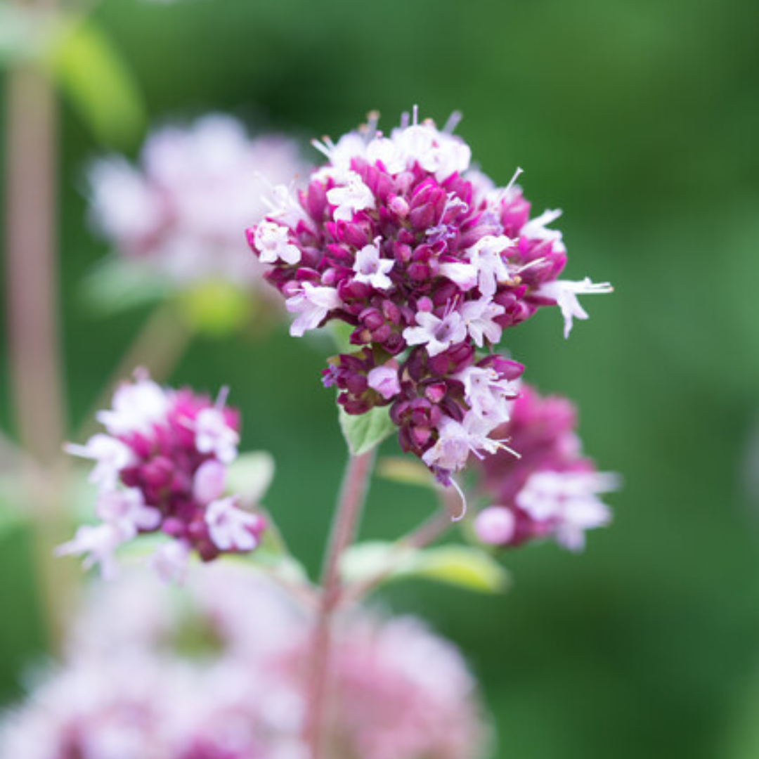 48x Origanum laevigatum 'Herrenhausen' - ↕10-25cm - Ø9cm
