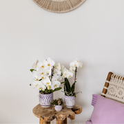 Kolibri Home | Granada - Lilla - Ø6cm