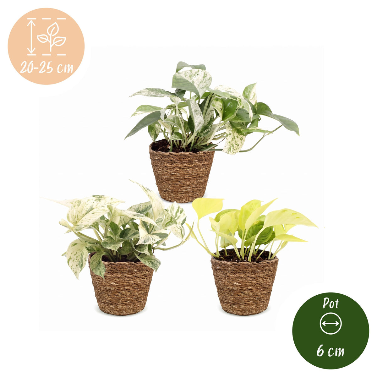 Epipremnum Tricolour 3x - Geel - Groen - Creme - Tropisch - incl. mand - Ø6cm - ↕20-25cm
