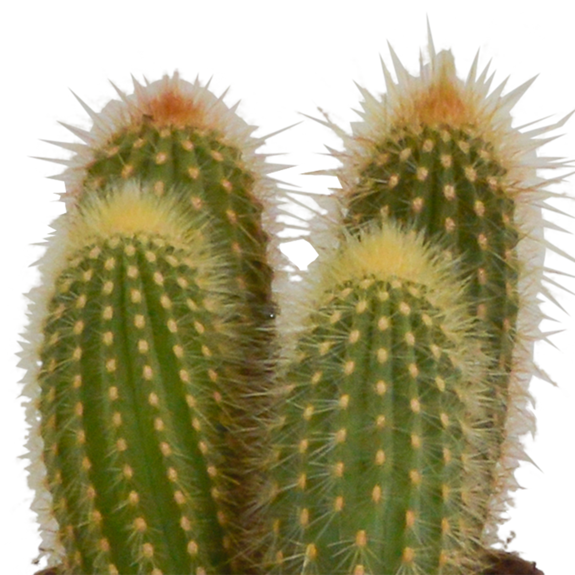 Cereus mix 10,5cm - 3x - zonder pot