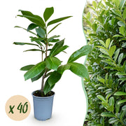 Prunus laur. Rotundifolia - Laurierkers 40x - Haagplanten - Groenblijvend - Groen - Pot 9cm - Hoogte 25-35cm
