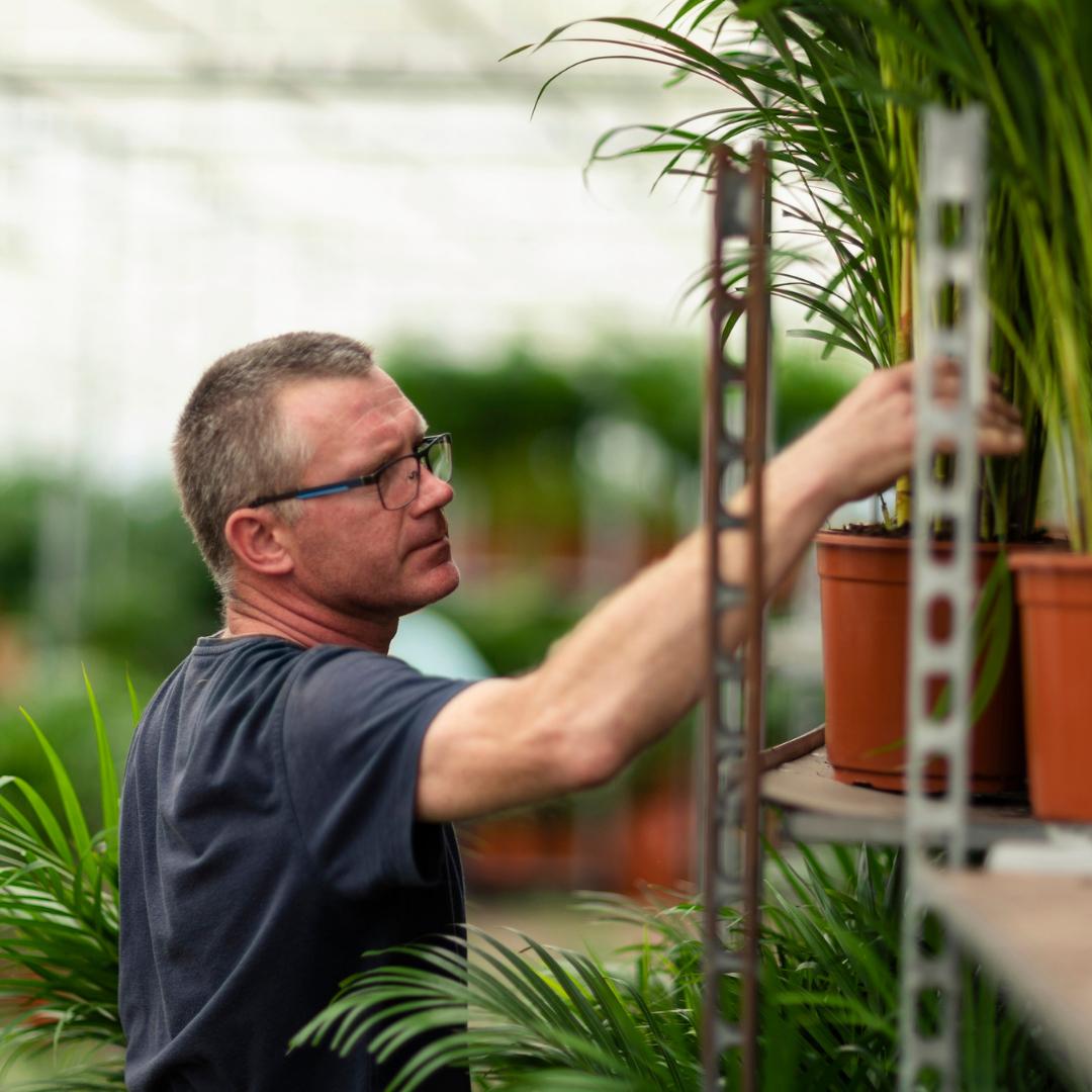 Dracena con vaso - ↨120cm - Ø21cm