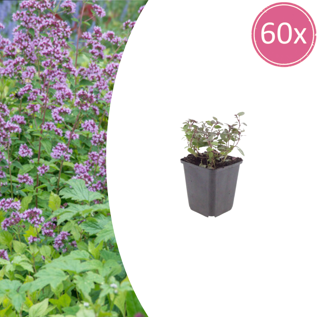 60x Origanum laevigatum 'Herrenhausen' - ↕10-25cm - Ø9cm