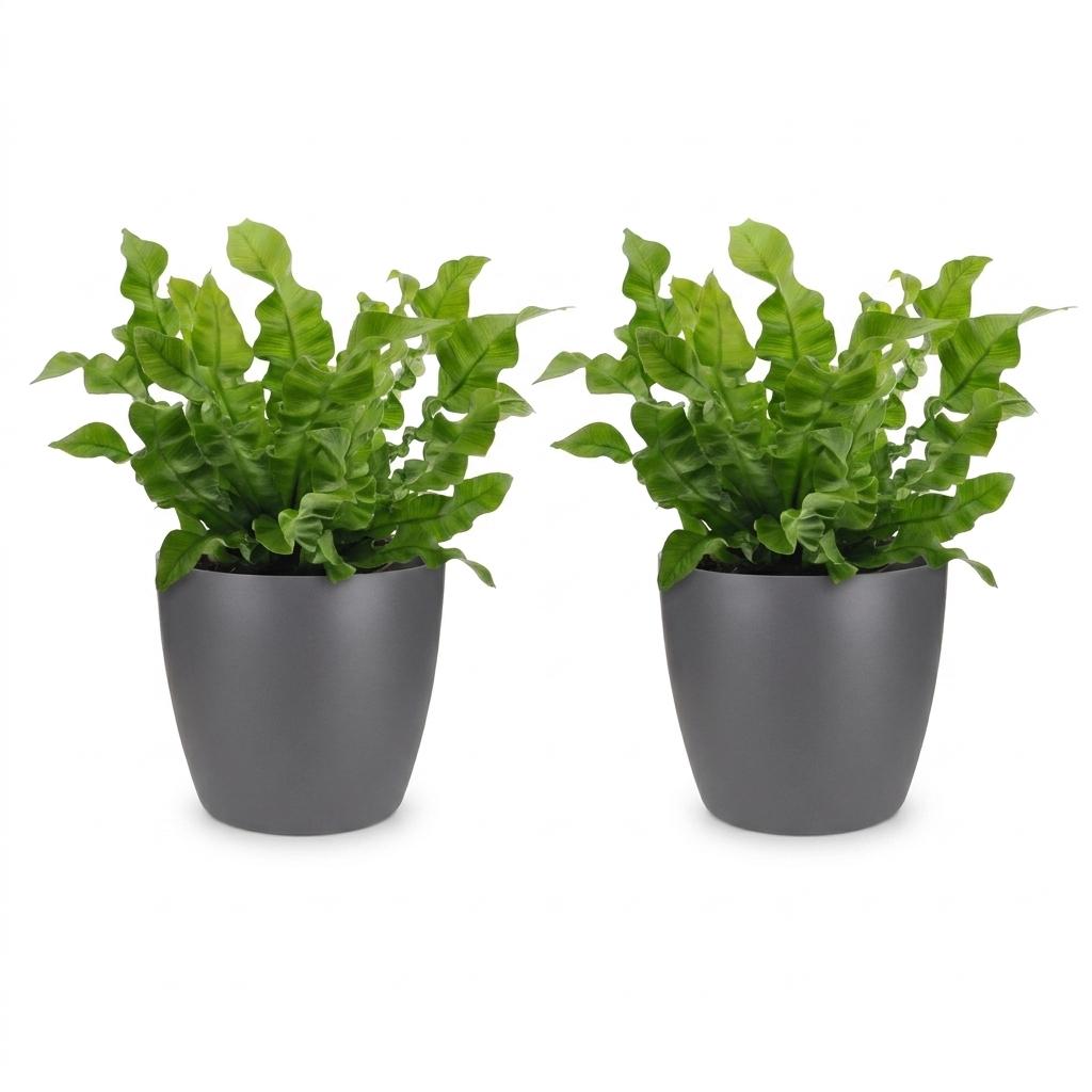 Asplenium Crispy Wave - 2x - met Potter Grijs - Pot 12cm - Hoogte - 30cm