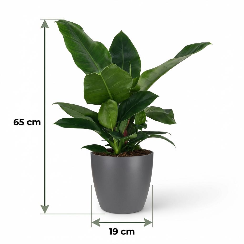 Philodendron Imperial Green - Groen - Weinig onderhoud - 1 Plant - met Potter Grijs - Pot 19cm - Hoogte 65cm