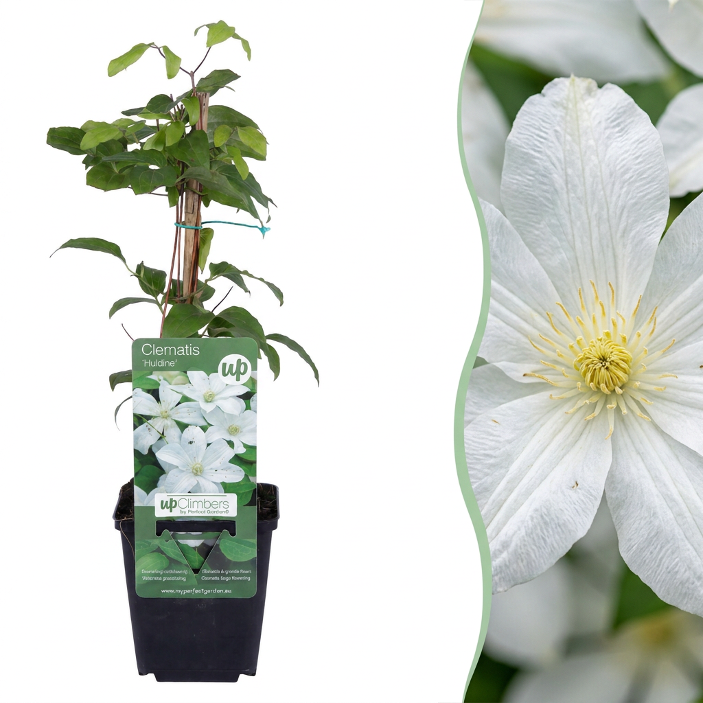 Clematis Jackmanii Huldine - Bosrank 6x - Wit - Klimplant - Ø9cm - ↕35cm