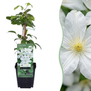 Clematis Jackmanii Huldine - Bosrank 6x - Wit - Klimplant - Ø9cm - ↕35cm
