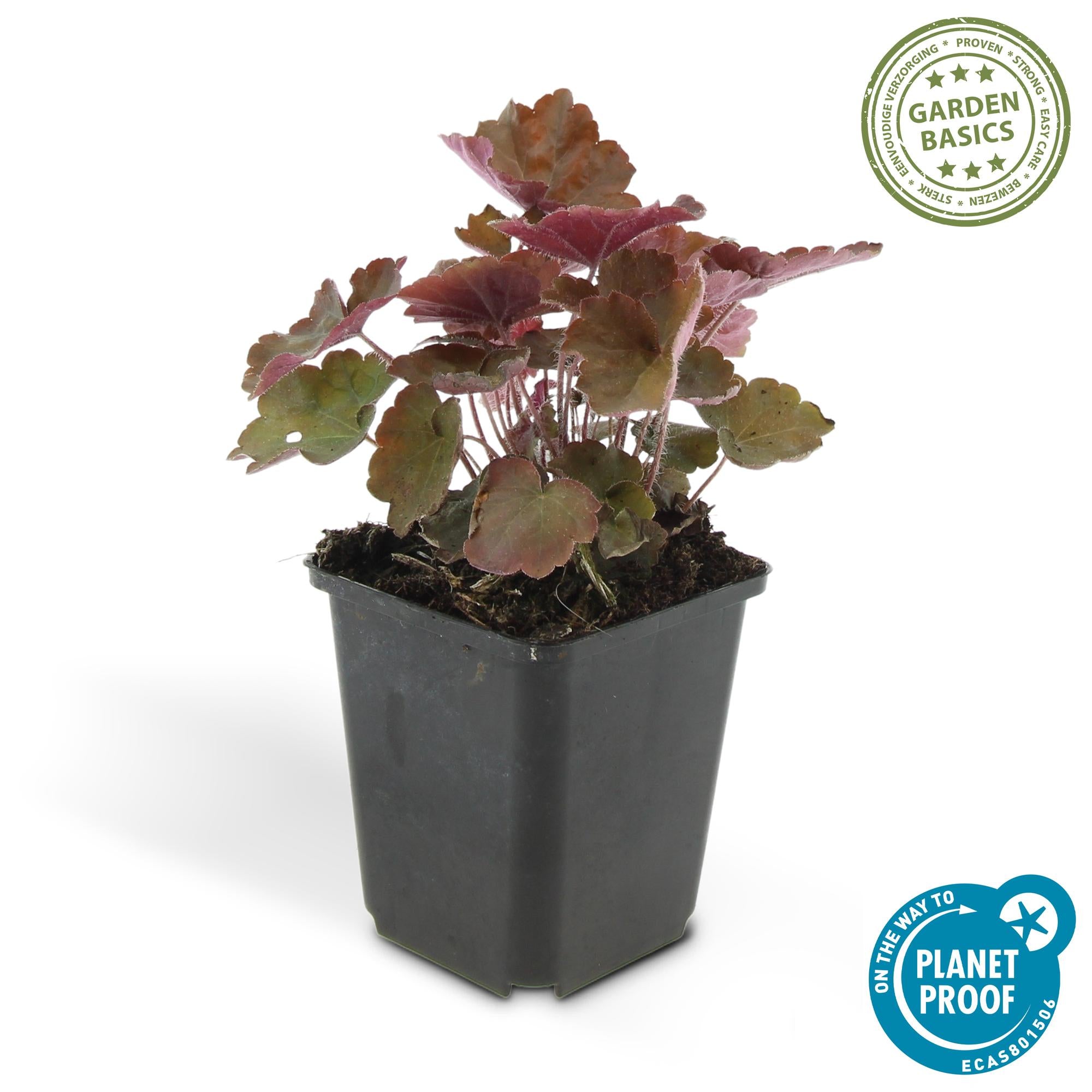 6x Heuchera micro. 'Palace Purple' - ↕10-25cm - Ø9cm