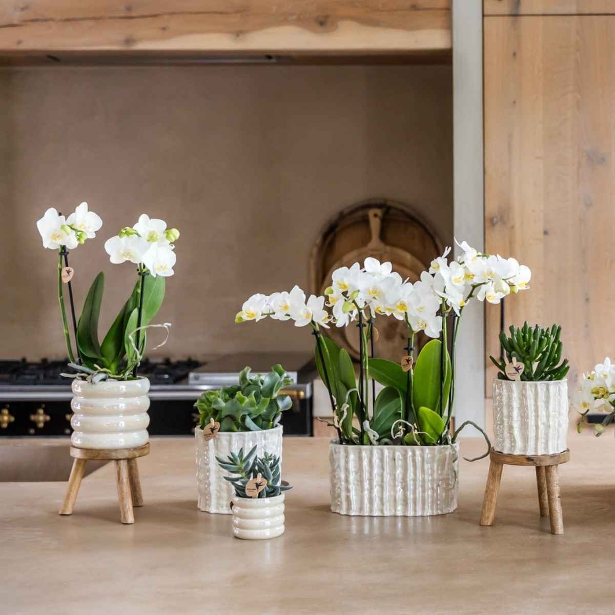 Kolibri Home | Oyster sierpot - Ø6cm