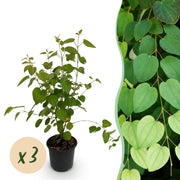 Cercidiphyllum japonicum - Groen 3 Planten - Bladverliezend - Weinig Onderhoud - Pot 12cm Hoogte 35cm