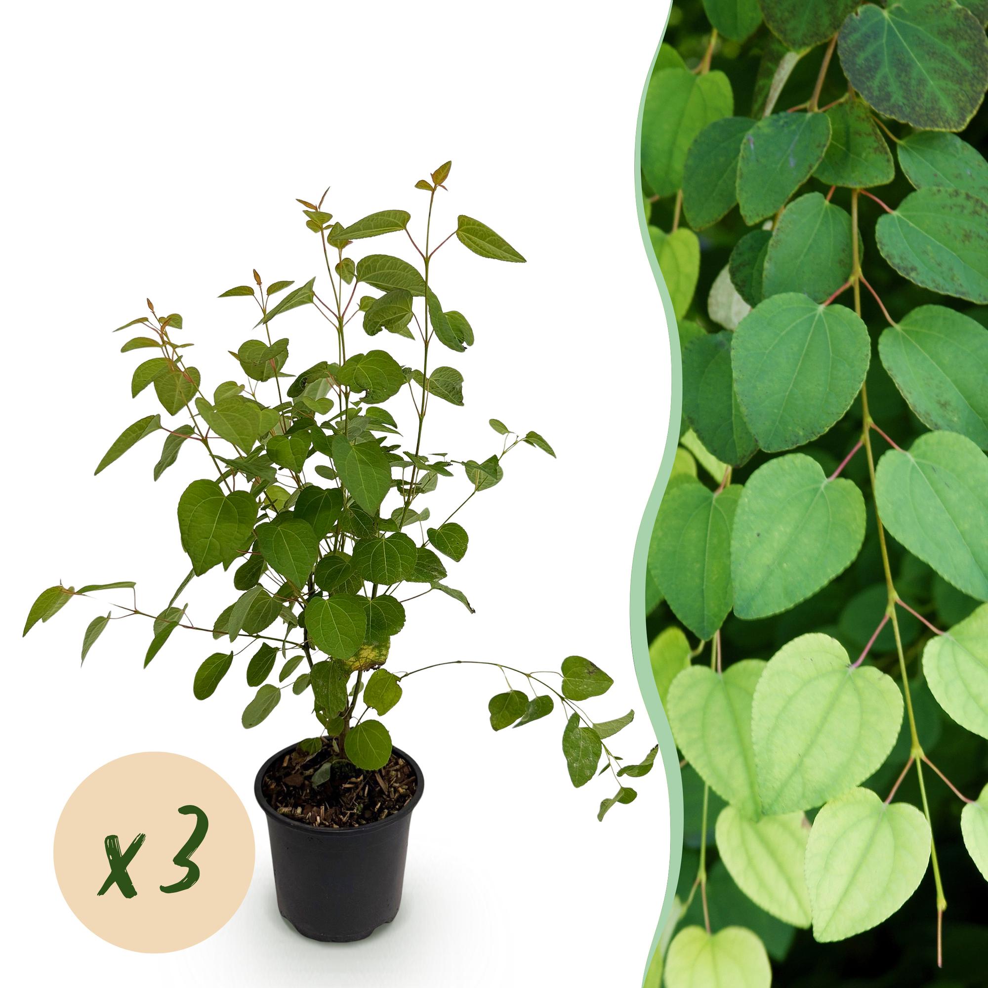 Cercidiphyllum japonicum - Groen 3 Planten - Bladverliezend - Weinig Onderhoud - Pot 12cm Hoogte 35cm