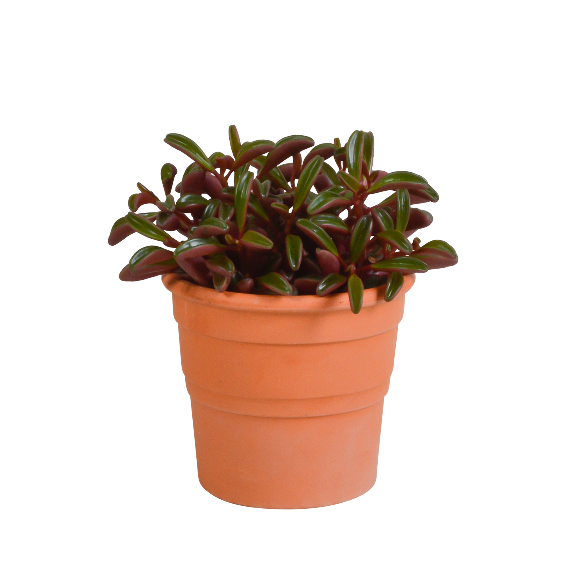 Peperomia graveolens - in terracotta pot