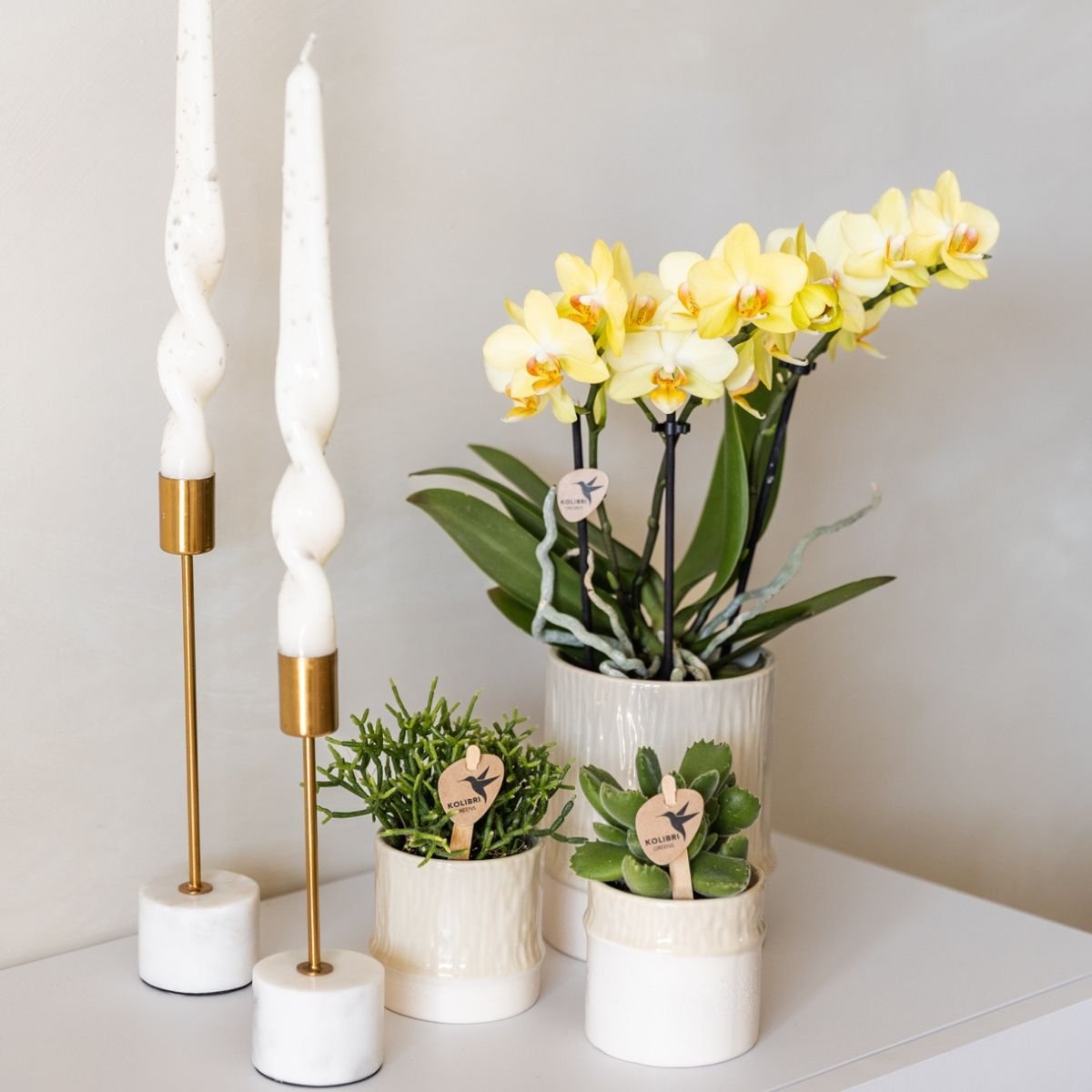 Kolibri Orchids | Combi Deal - 4 Gele Phalaenopsis Orchideeën Blossom Albenga - Ø9 cm