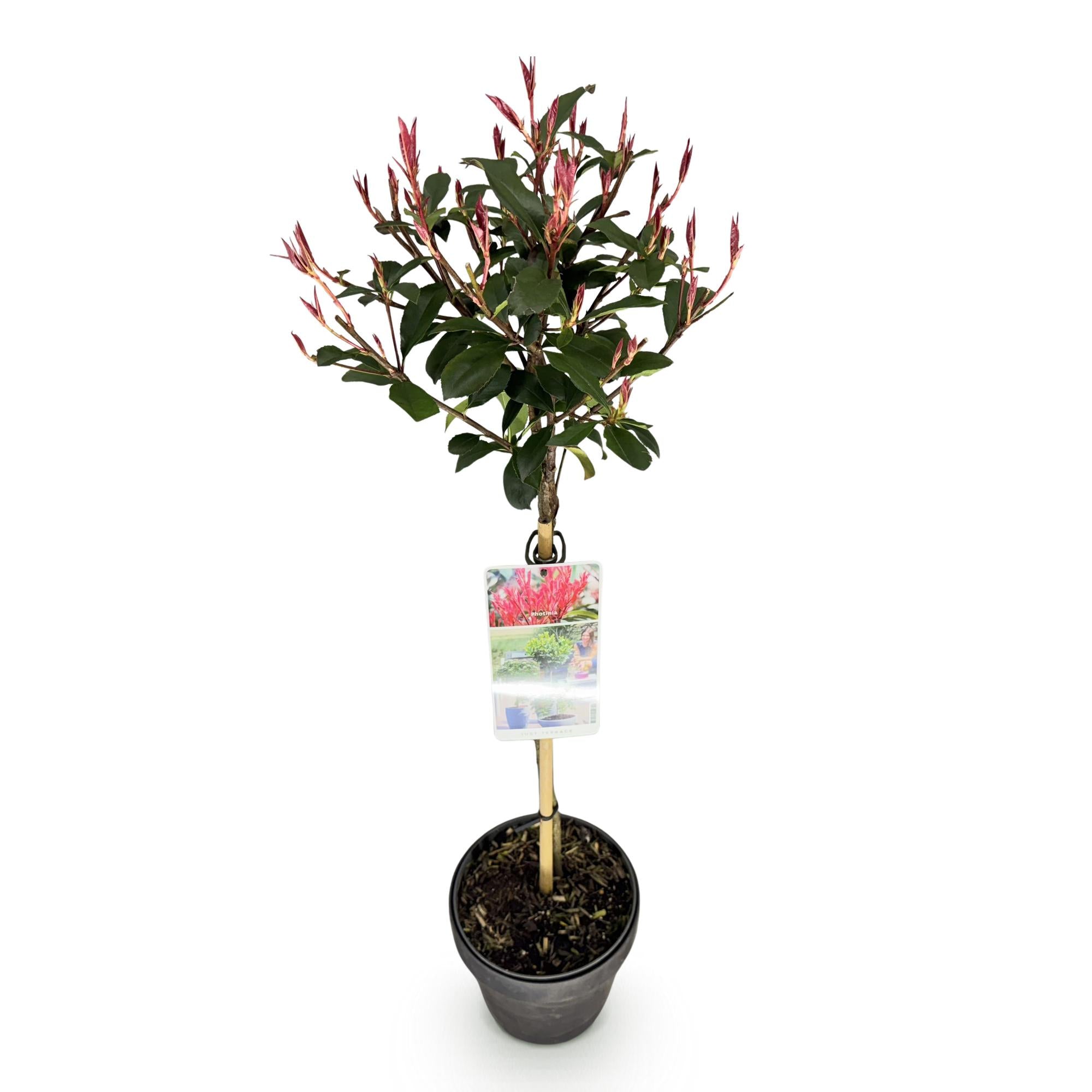 Photinia fraseri Carre Rouge - Terras Plant - Bladhoudend - Winterhard - Groen-Rood Blad - Pot 19cm Hoogte 90cm
