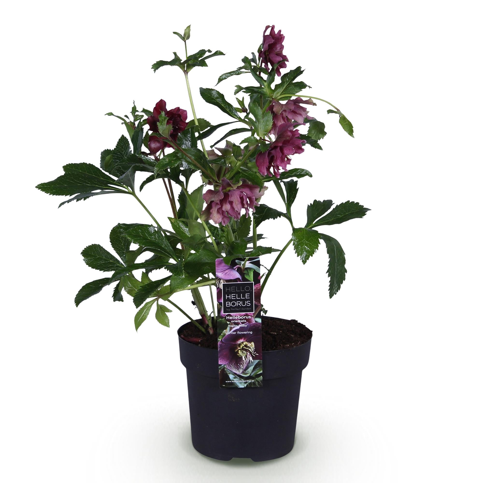 Lenten Rose - Helleborus orientalis Double Ellen Red - Rode Bloem -1 Plant - Groenblijvend - Pot 14cm Hoogte 35cm