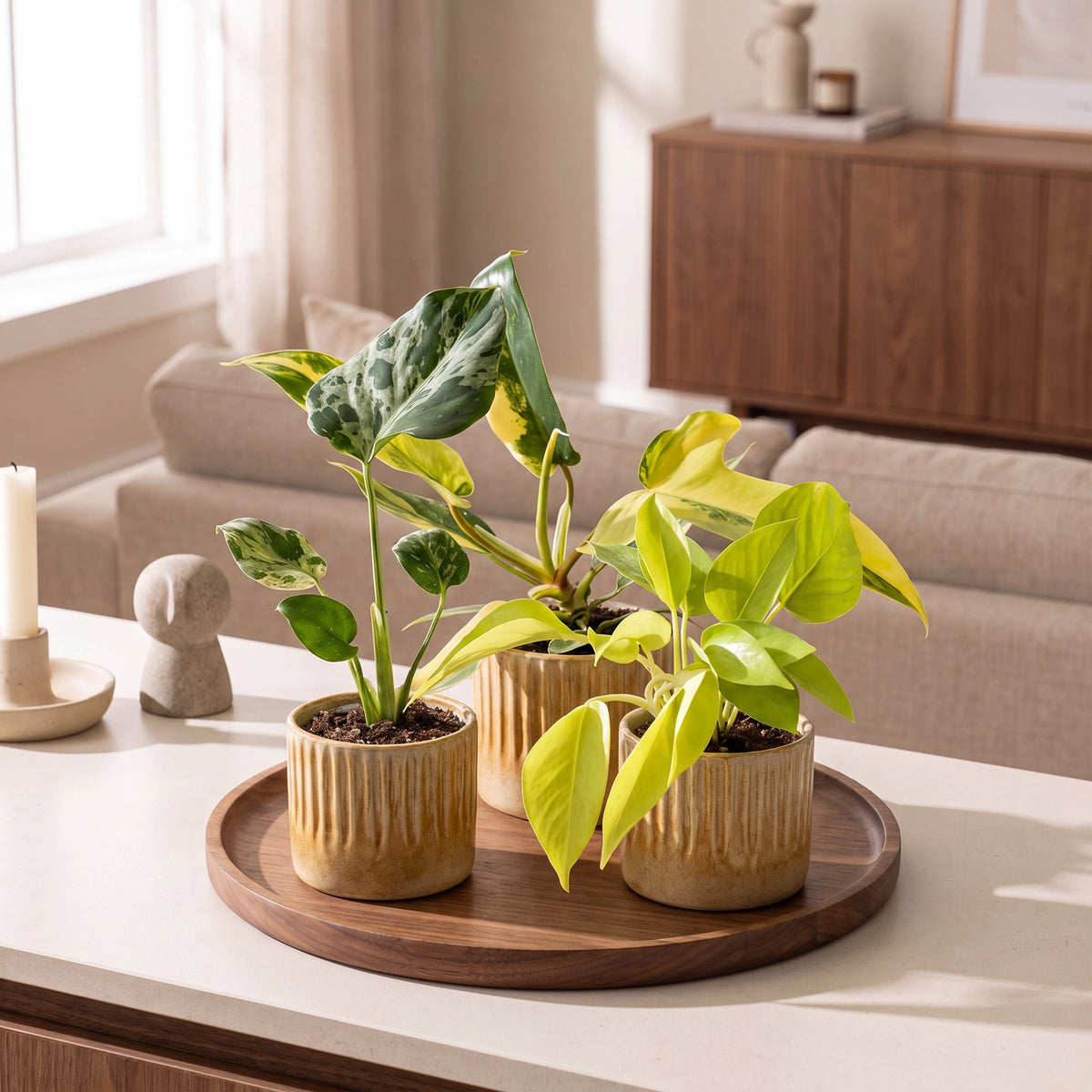Baby Planten Tropical Mix - Diversen 3x - Tropisch - incl. Linnea Honey - Ø6cm - ↕10-15cm