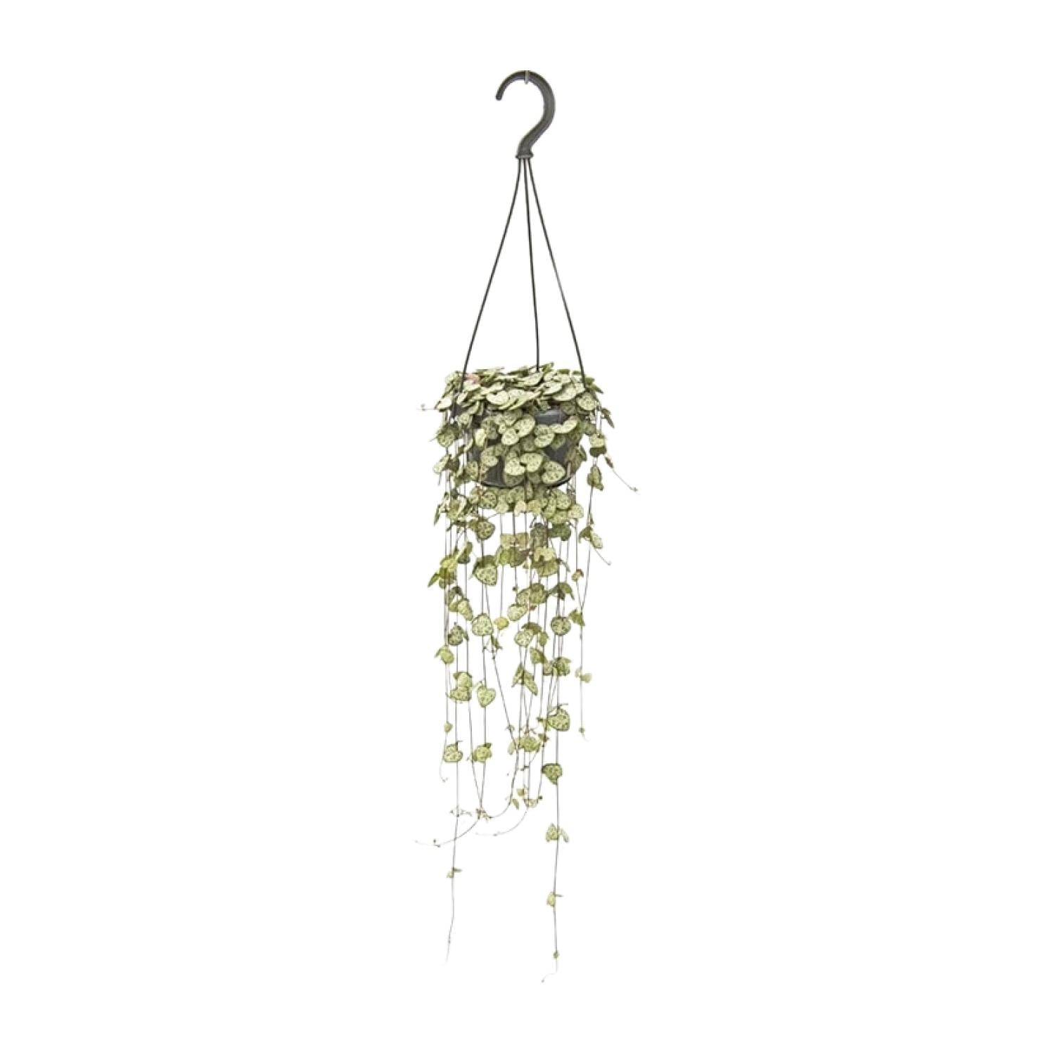 Ceropegia Woodii Colgante - Ø14cm - ↕50cm