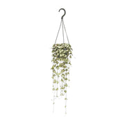 Ceropegia Woodii Colgante - Ø14cm - ↕50cm