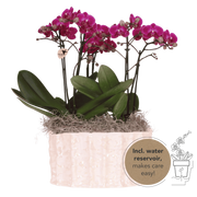 Kolibri Orchids | Paarse Jungle Bouquet Mineral Morelia in Oyster Dish