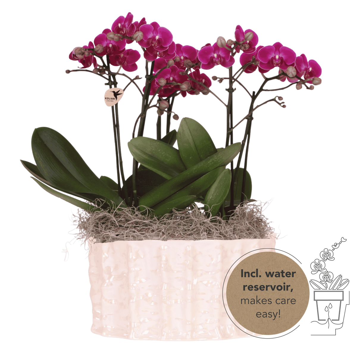 Kolibri Orchids | Paarse Jungle Bouquet Mineral Morelia in Oyster Dish
