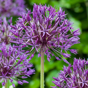 320x Allium Purple Rain - Blomlökar - Prydnadslök - Lila - Sommarblommande - Lökstorlek 10/12